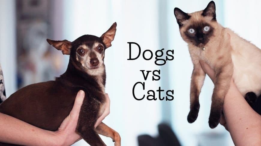 Cat vs Dog Image Classifier
